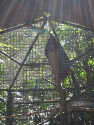 Toucan, San Jose Zoo      